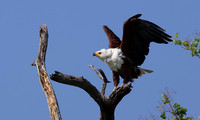 Fish eagle - Chobe
