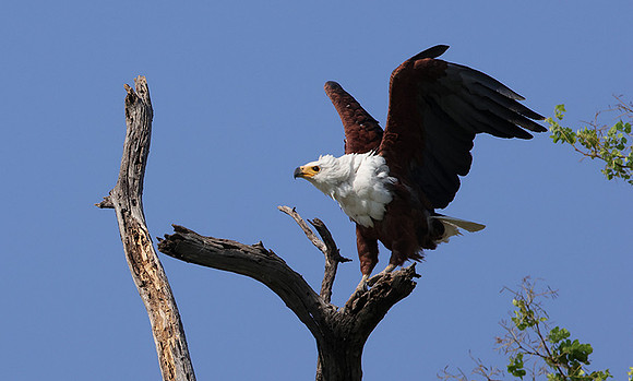 Fish eagle - Chobe