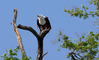 Fish eagle - Chobe