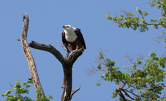 Fish eagle - Chobe