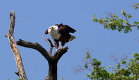 Fish eagle - Chobe