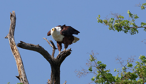 Fish eagle - Chobe