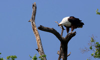 Fish eagle - Chobe