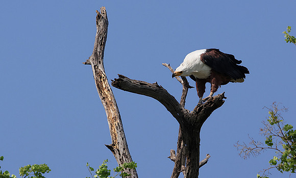 Fish eagle - Chobe