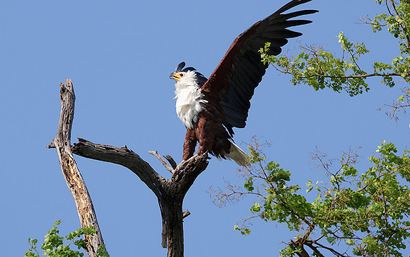 Fish eagle - Chobe