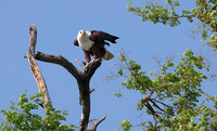 Fish eagle - Chobe