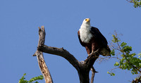 Fish eagle - Chobe