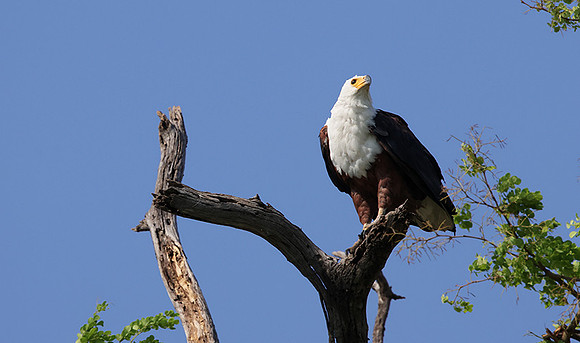Fish eagle - Chobe