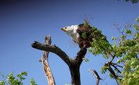 Fish eagle - Chobe