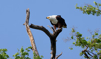 Fish eagle - Chobe
