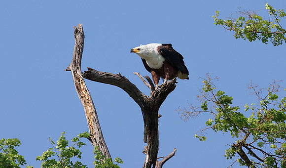 Fish eagle - Chobe