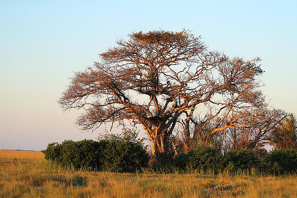 Landscape at Liuwa Plains NP