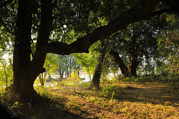 South Luangwa