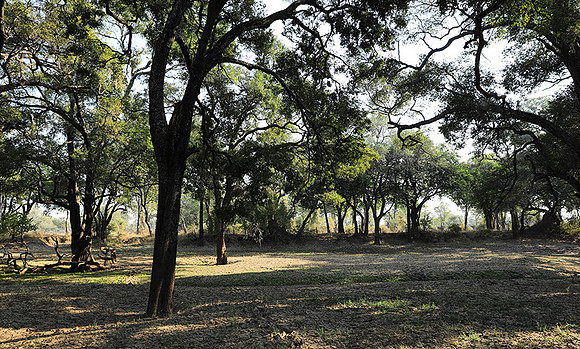 South Luangwa
