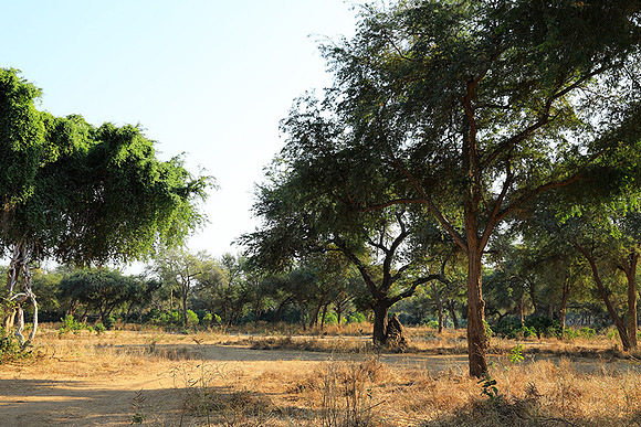 Lower Zambezi