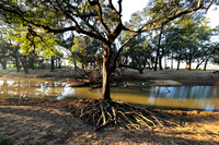 South Luangwa - Zambia