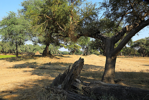 Lower Zambezi