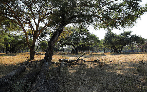 Lower Zambezi