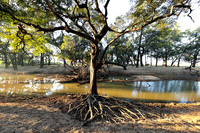 South Luangwa - Zambia
