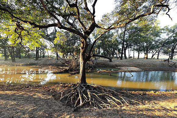 South Luangwa - Zambia