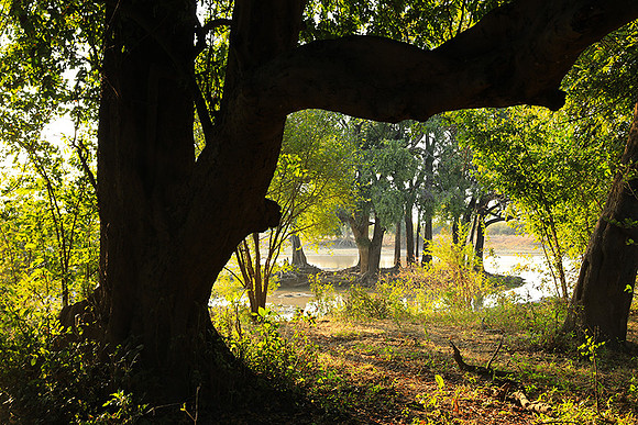 South Luangwa