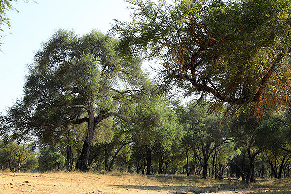 Lower Zambezi