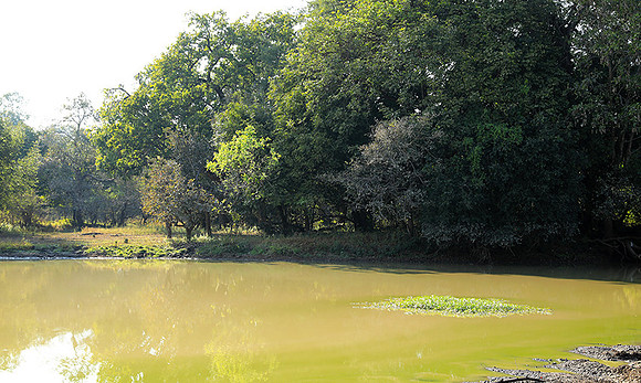 South Luangwa