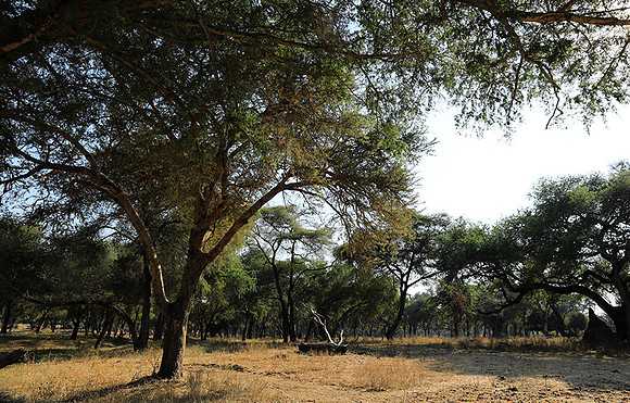 Lower Zambezi