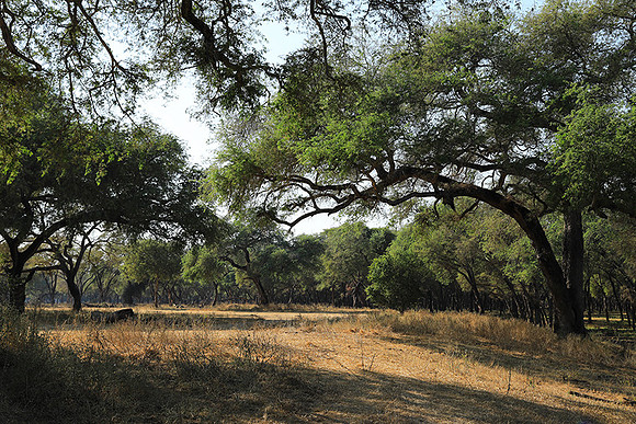 Lower Zambezi