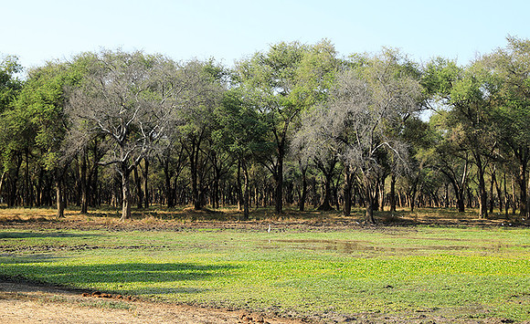 Lower Zambezi