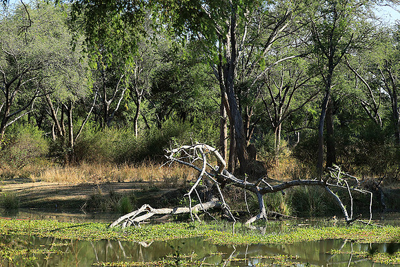 Landscape in Lower Zambezi NP
