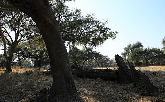 Lower Zambezi