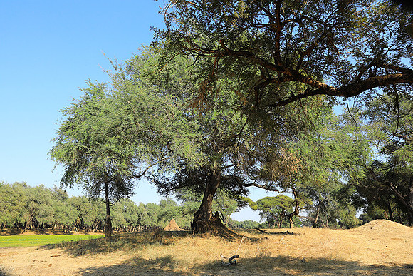 Lower Zambezi