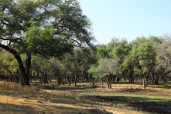 Lower Zambezi