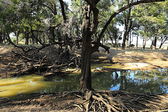 South Luangwa