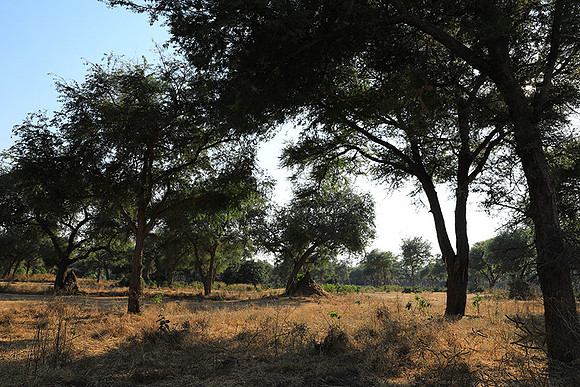 Lower Zambezi