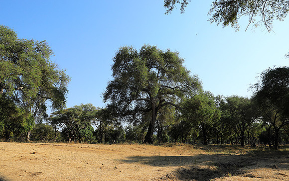 Lower Zambezi