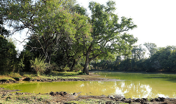 South Luangwa