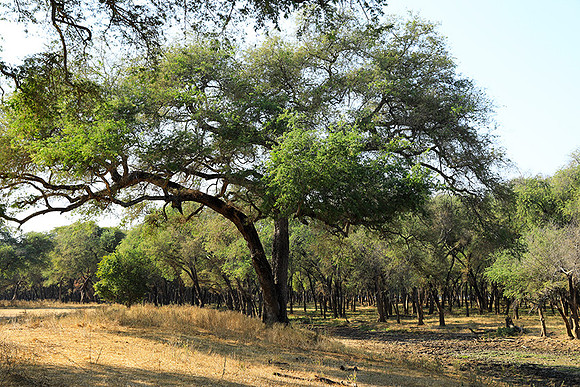 Lower Zambezi