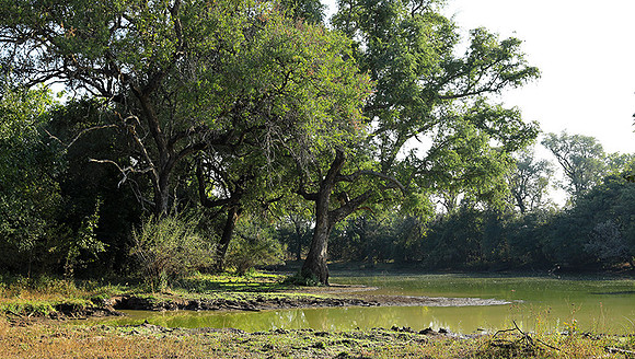 South Luangwa