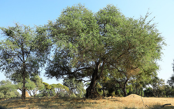 Lower Zambezi
