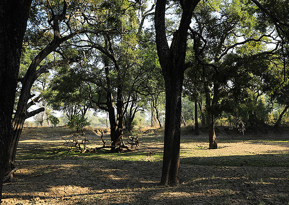 South Luangwa