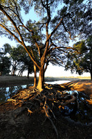South Luangwa - Zambia