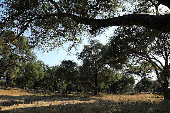 Lower Zambezi