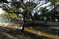 South Luangwa
