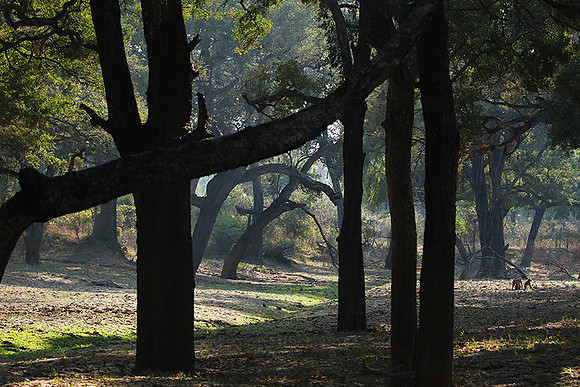 South Luangwa