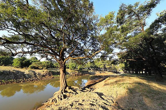 South Luangwa