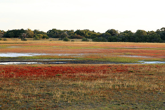 Landscape at Liuwa Plains NP