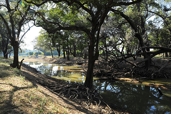 South Luangwa