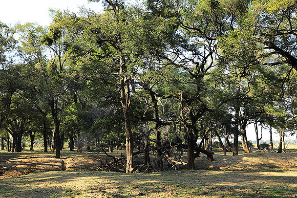 South Luangwa